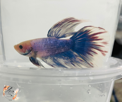 Male Halfmoon Betta (Available in store only)