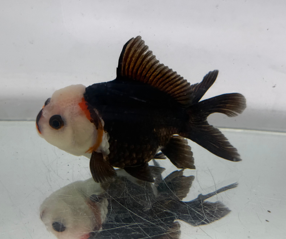 Lemon Head Panda Oranda Goldfish (10-11 cm)