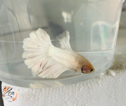 Male Halfmoon Betta (Available in store only)