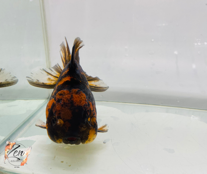 JUMBO Tiger Thai Short Body Oranda 14cm