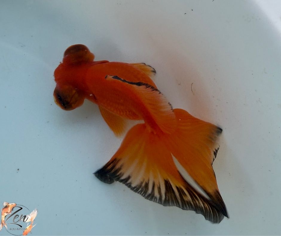 Red&Black colour butterfly tails 10-11cm - H