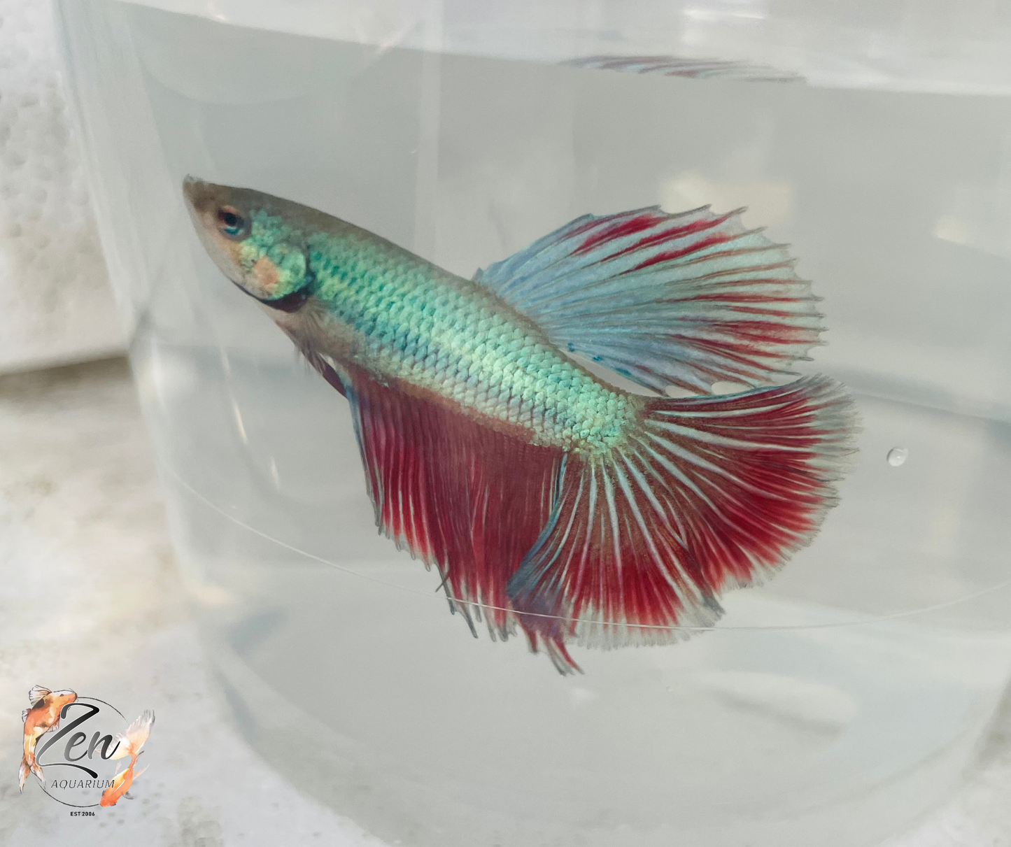 Male Halfmoon Betta (Available in store only)