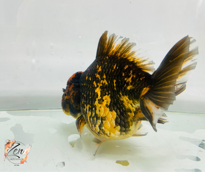 JUMBO Tiger Thai Short Body Oranda 14cm