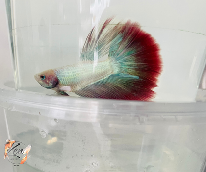 Male Halfmoon Betta (Available in store only)