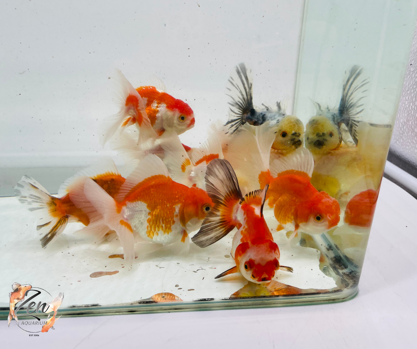 Assorted Oranda 9-12cm NEW STOCK WEEKLY