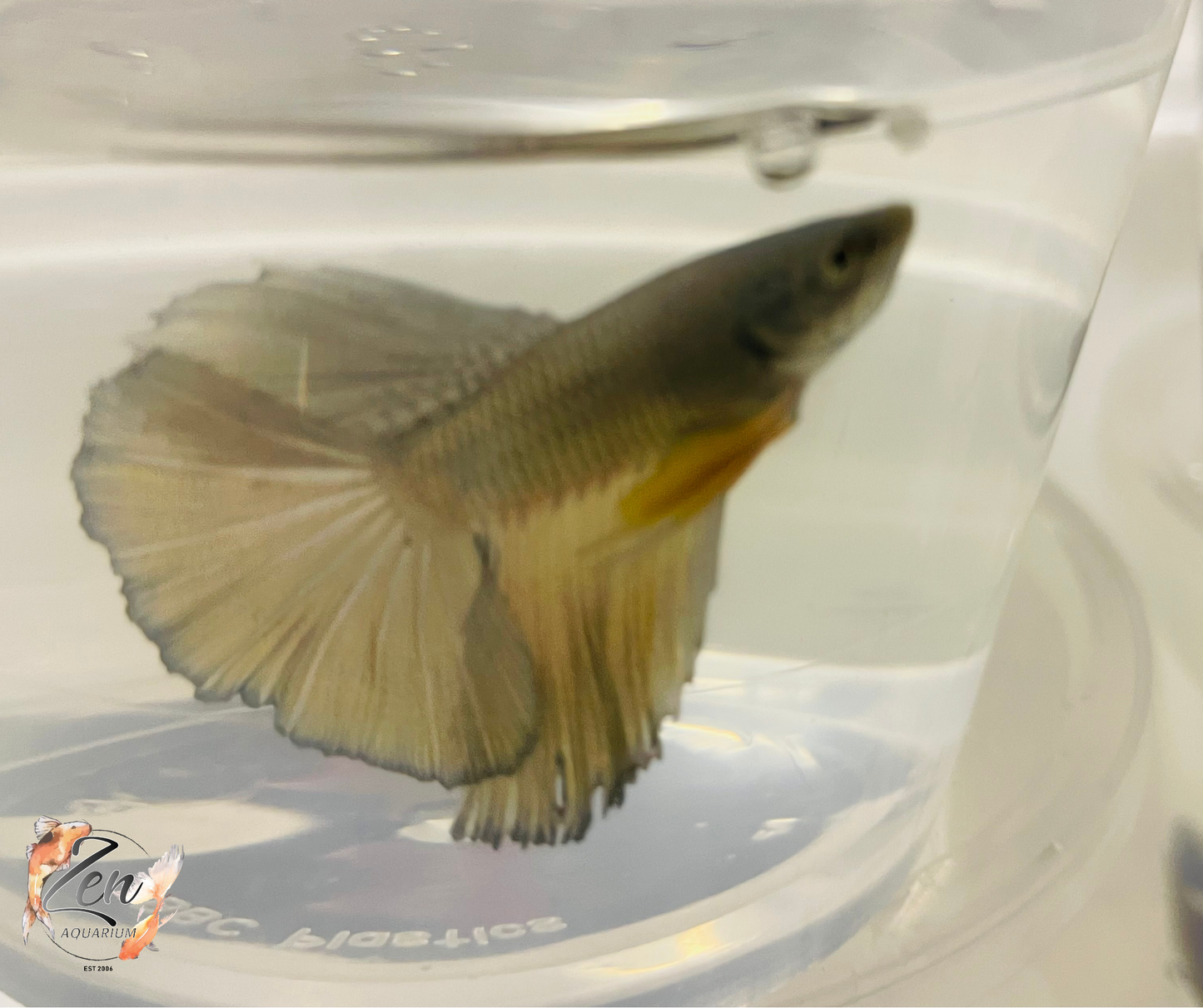 Male Halfmoon Betta (Available in store only)