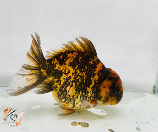 JUMBO Tiger Thai Short Body Oranda 14cm