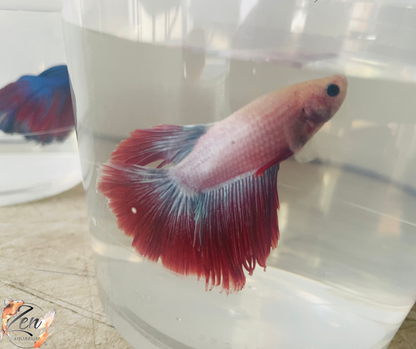 Red Purple Halfmoon Male Betta