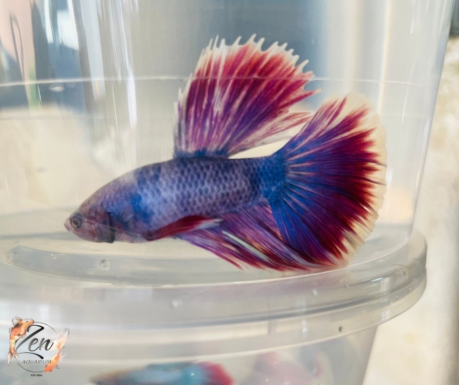 Red Purple Halfmoon Male Betta