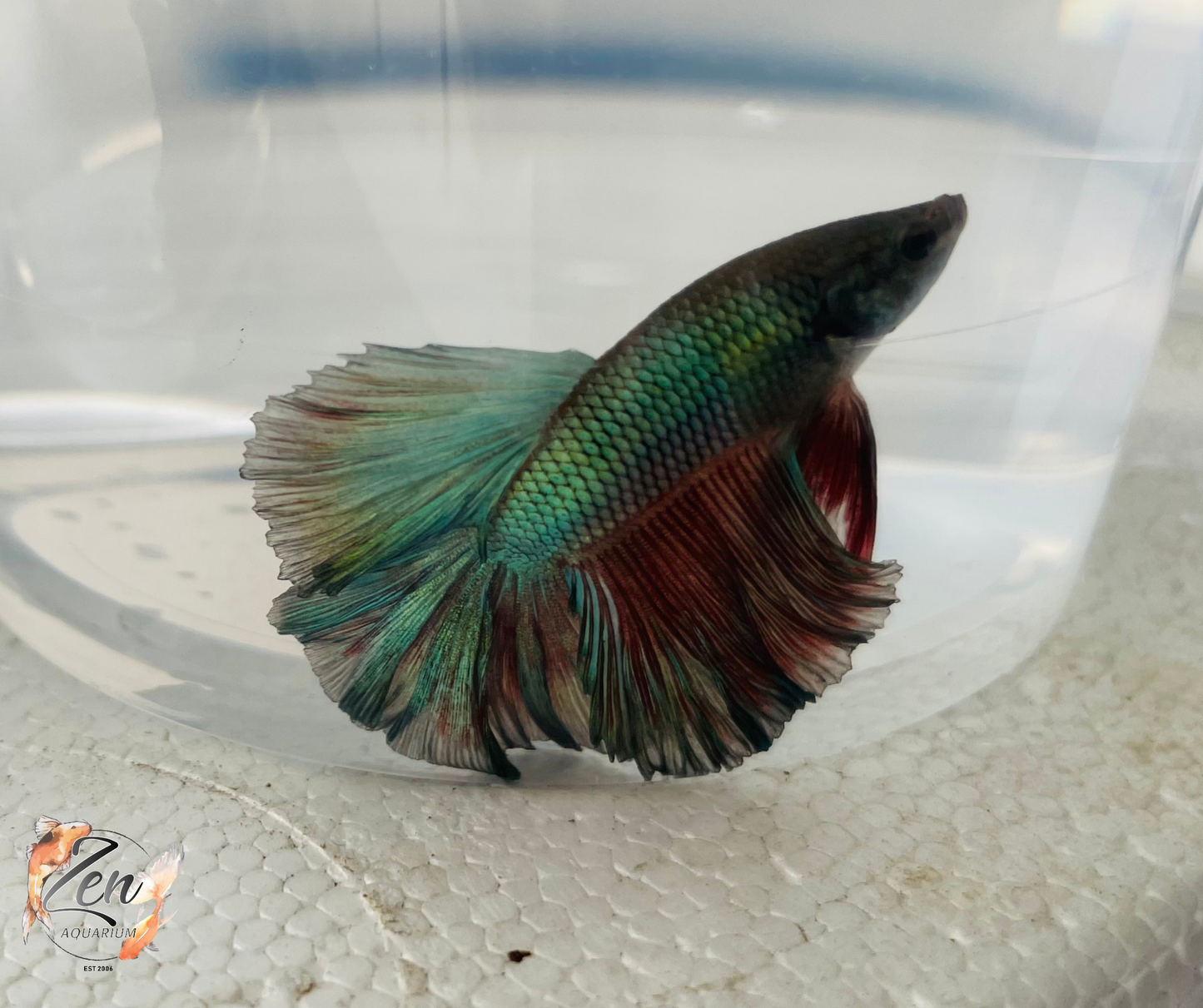 Male Halfmoon Betta (Available in store only)