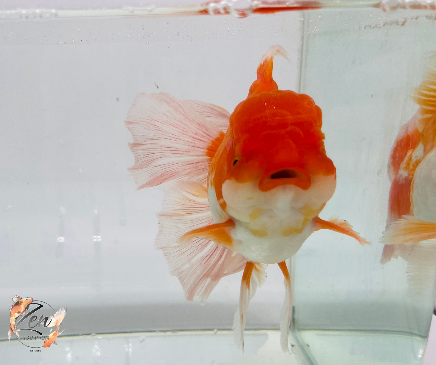 JUMBO Rosetail Oranda 16cm