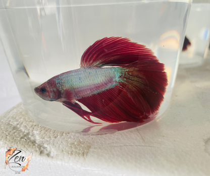 Male Halfmoon Betta (Available in store only)