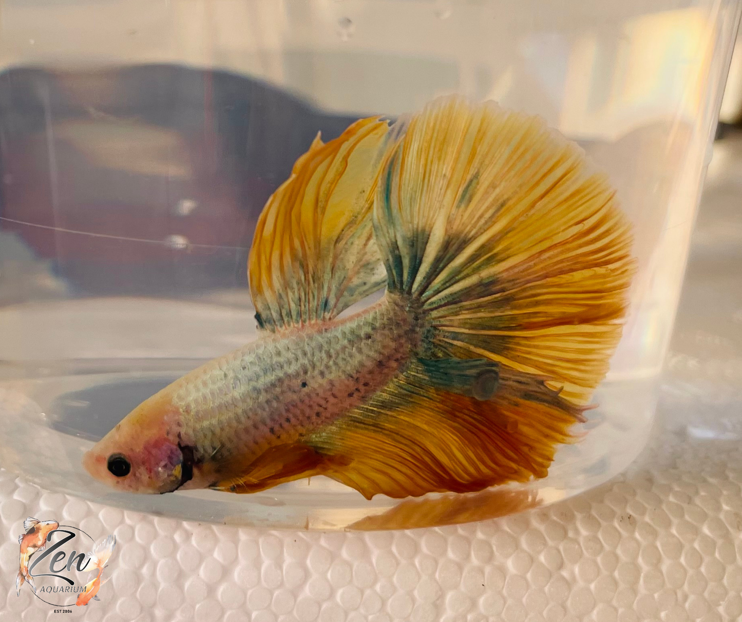 Male Halfmoon Betta (Available in store only)