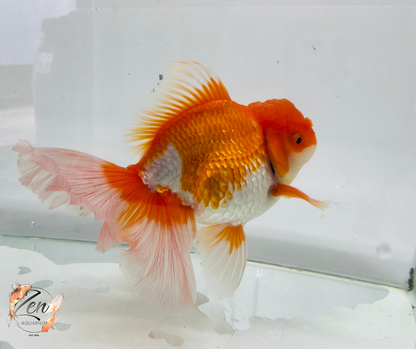 JUMBO Rosetail Oranda 16cm