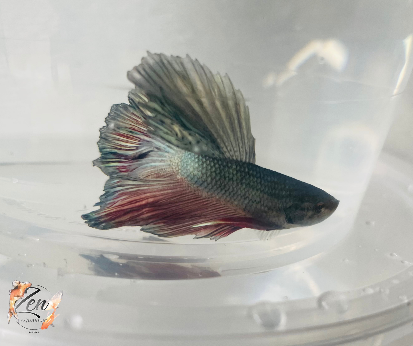 Male Halfmoon Betta (Available in store only)