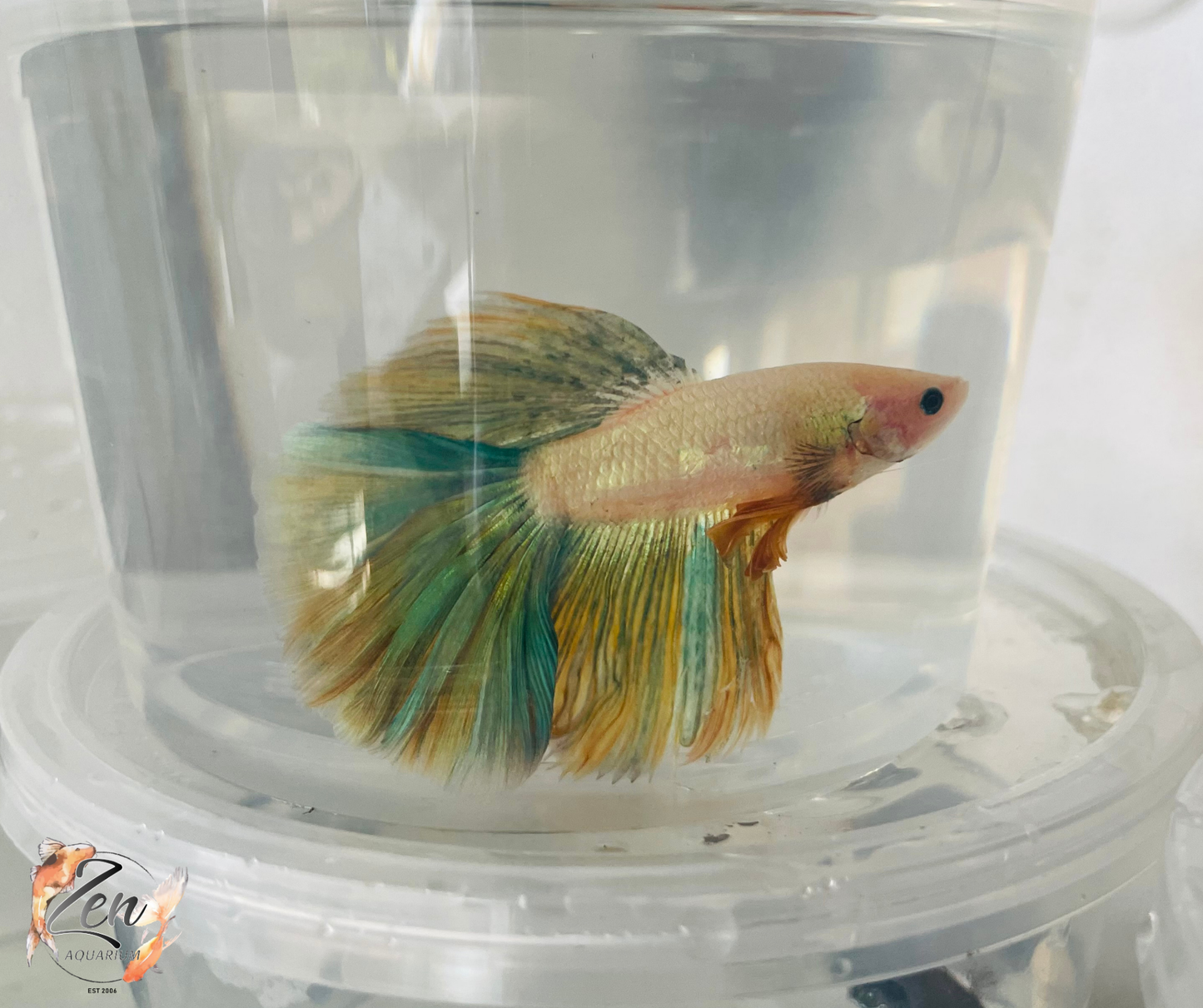 Male Halfmoon Betta (Available in store only)