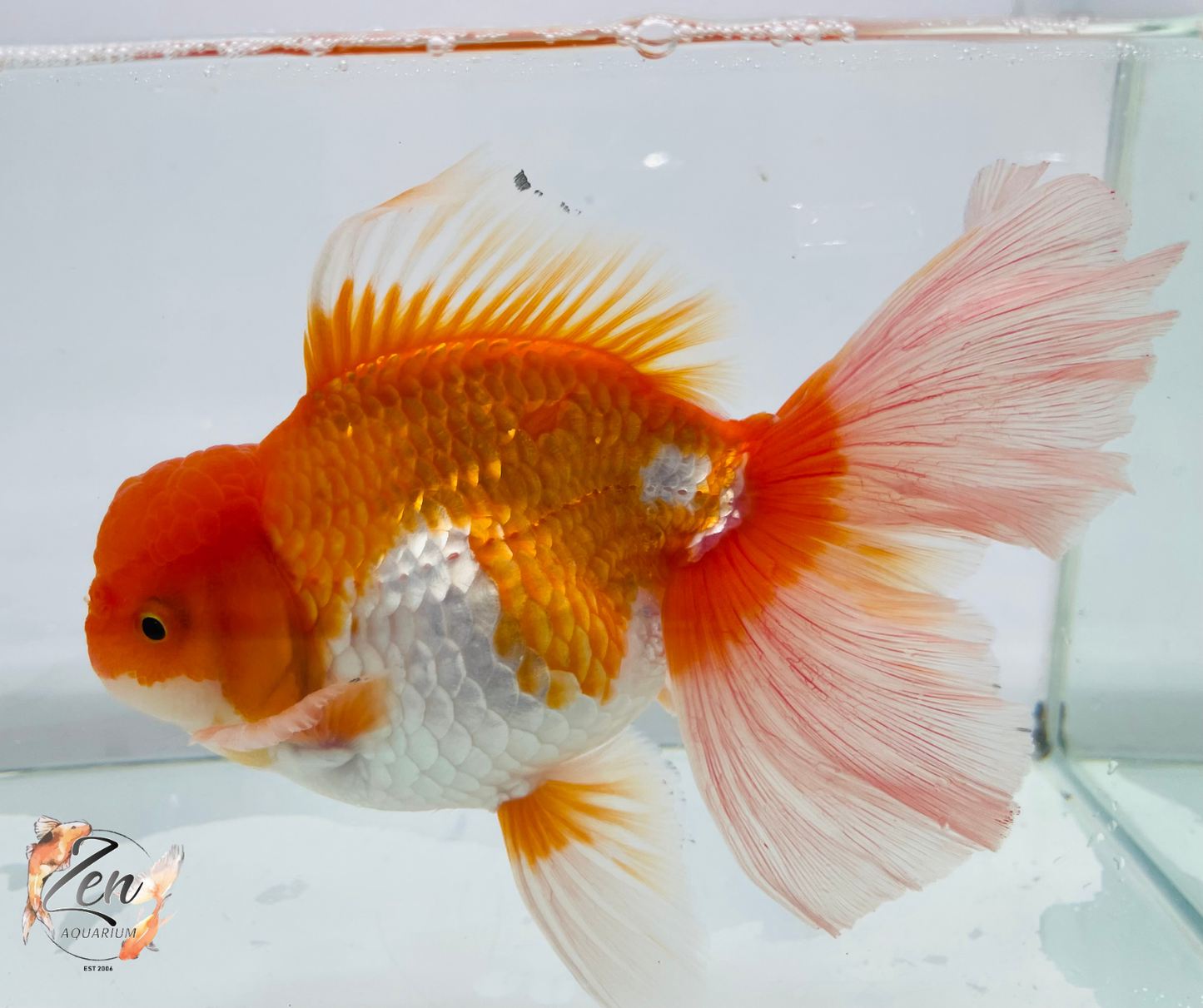 JUMBO Rosetail Oranda 16cm