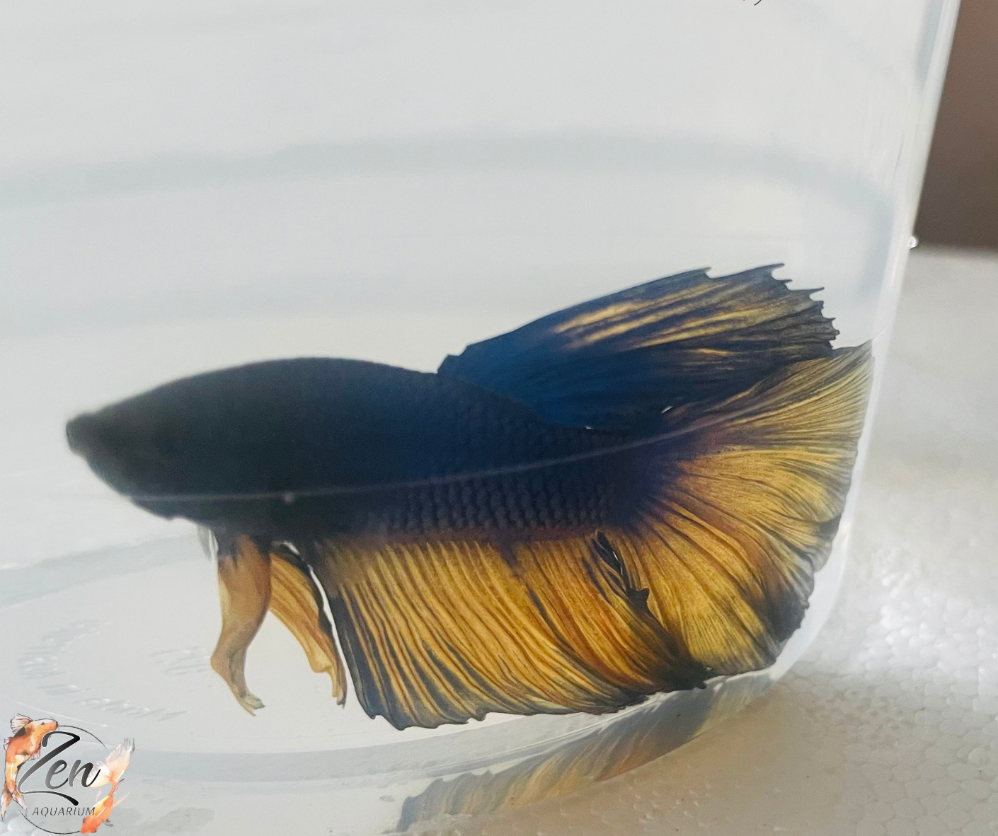 Assorted Mustard Gas Halfmoon Male Betta