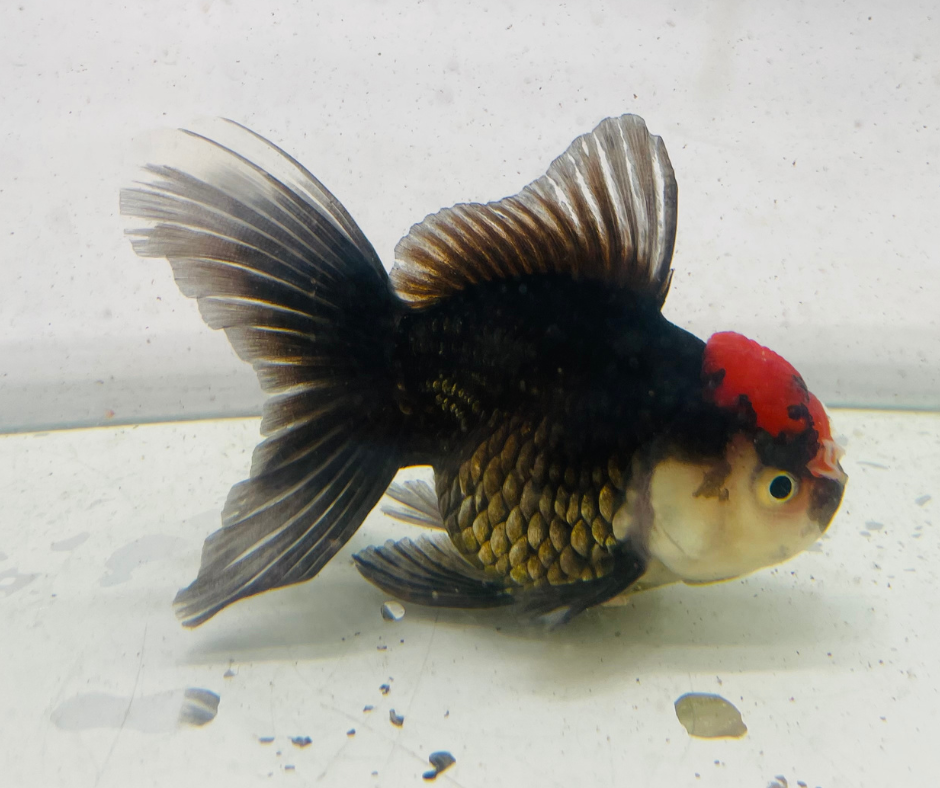 Tri Oranda Goldfish (10 cm)