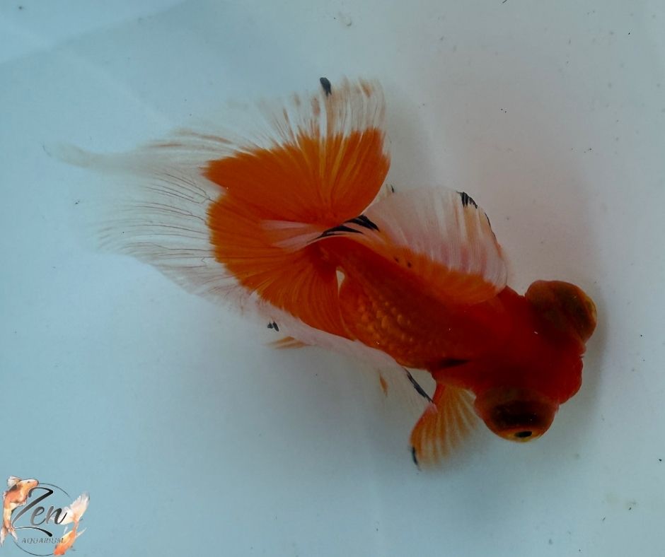 Tri colour butterfly tails 10-11cm - K