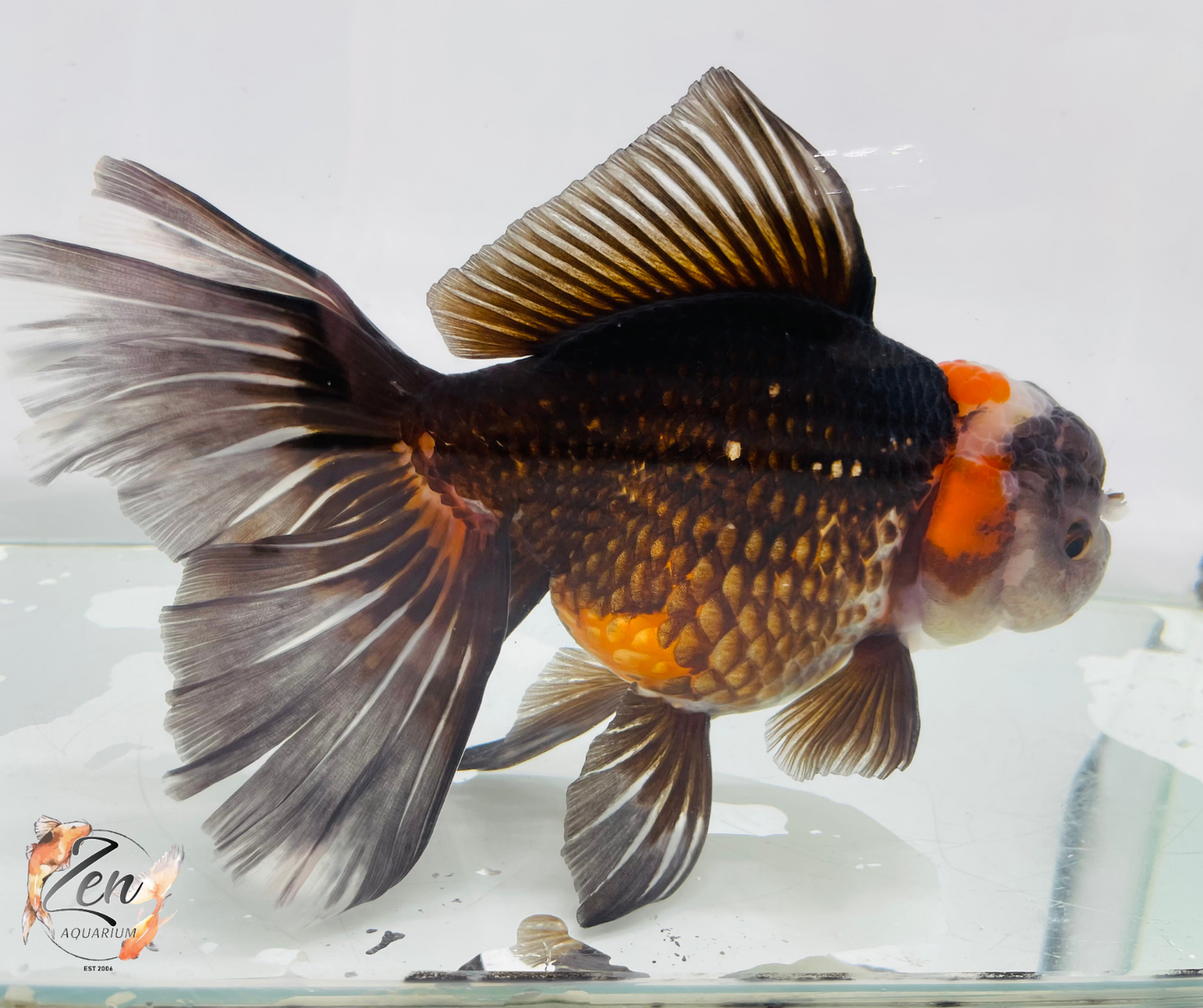 JUMBO Rosetail Oranda 16cm