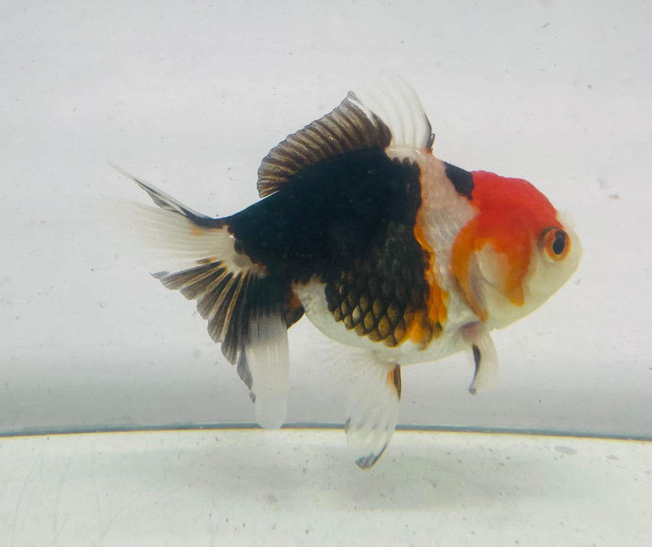 Tri Oranda Goldfish (9cm)
