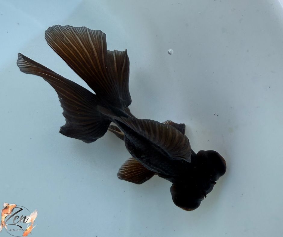 Black Butterfly Tail Goldfish 10-11cm - L