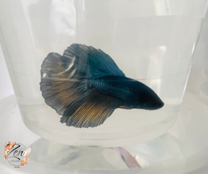 Male Halfmoon Betta (Available in store only)