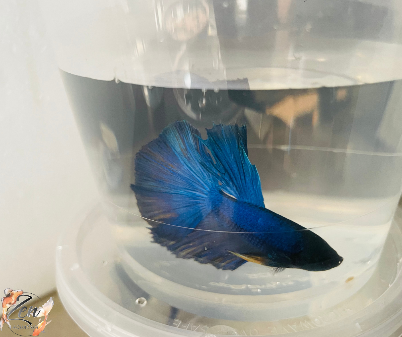 Blue Halfmoon Male Betta