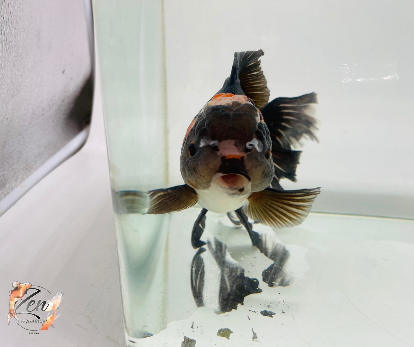 JUMBO Rosetail Oranda 16cm