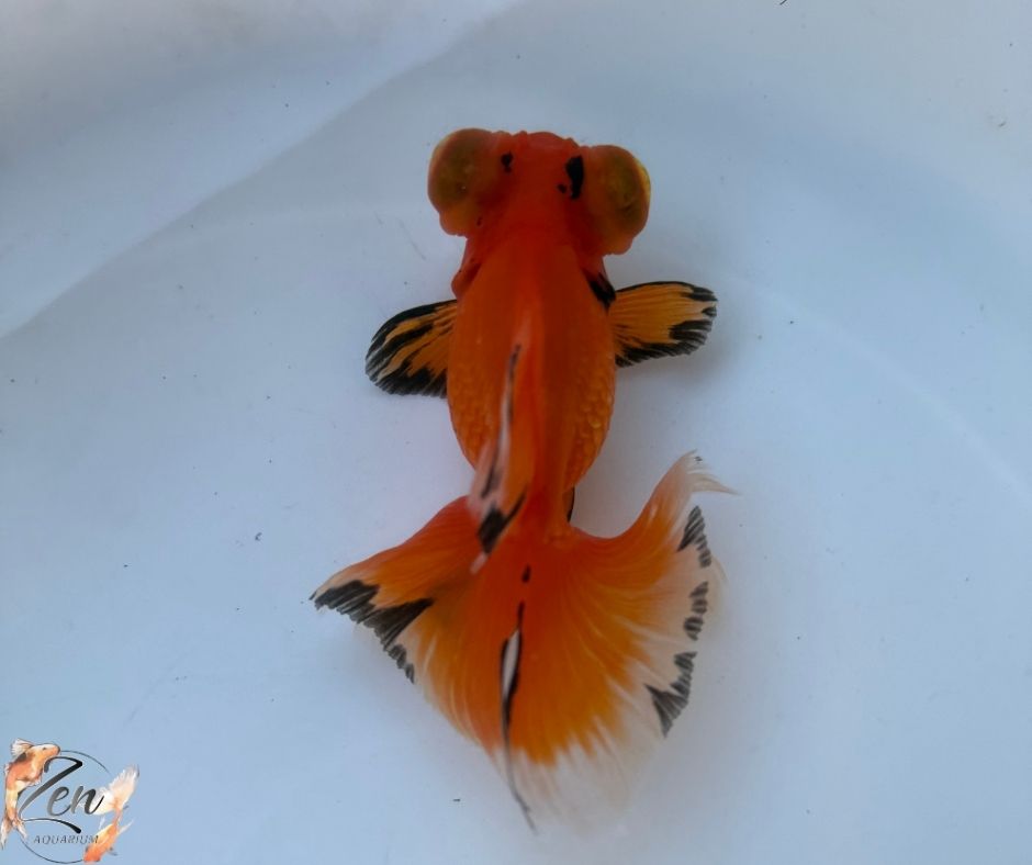 Tri colour butterfly tails 10-11cm - M