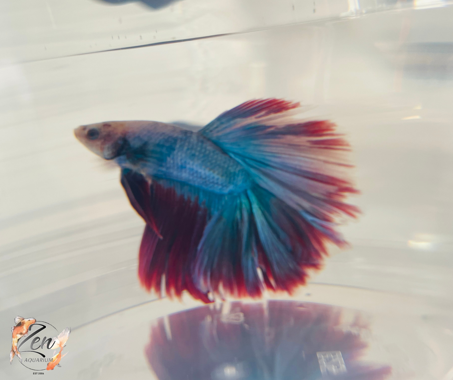 Male Halfmoon Betta (Available in store only)