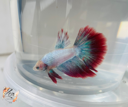 Male Halfmoon Betta (Available in store only)