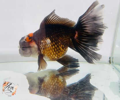 JUMBO Rosetail Oranda 16cm