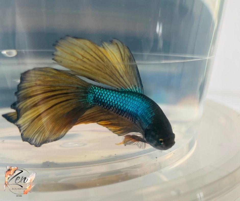 Assorted Mustard Gas Halfmoon Male Betta