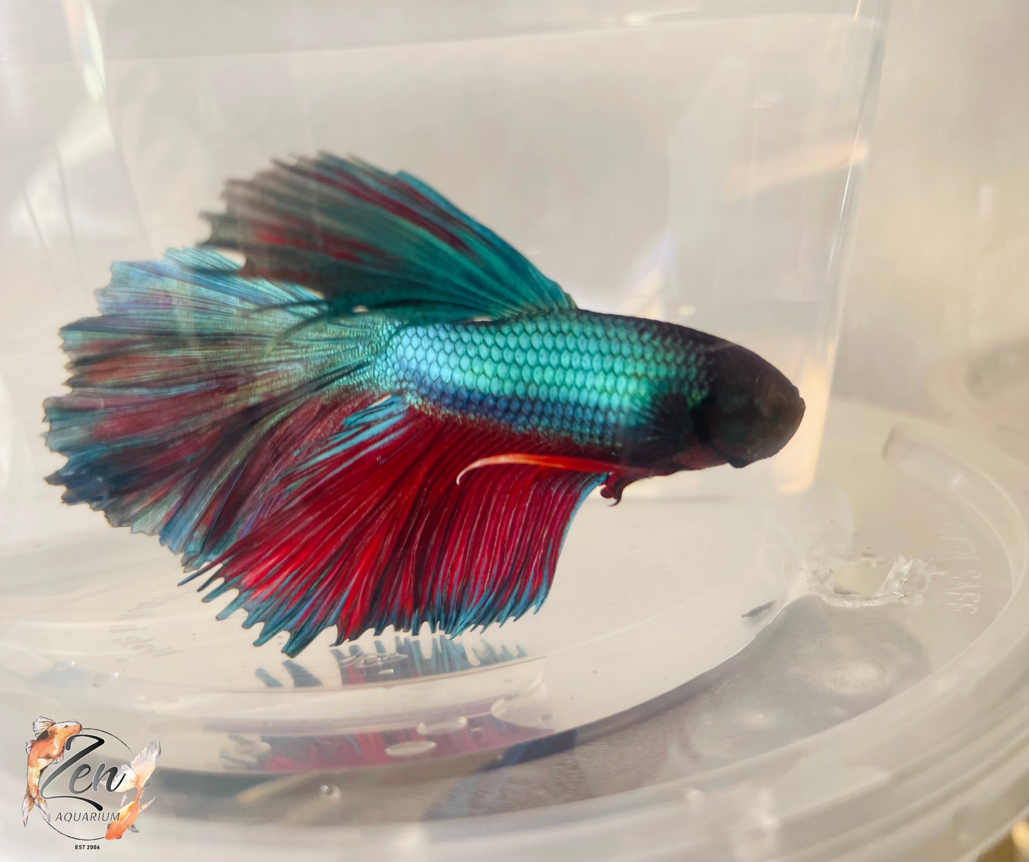 Male Halfmoon Betta (Available in store only)