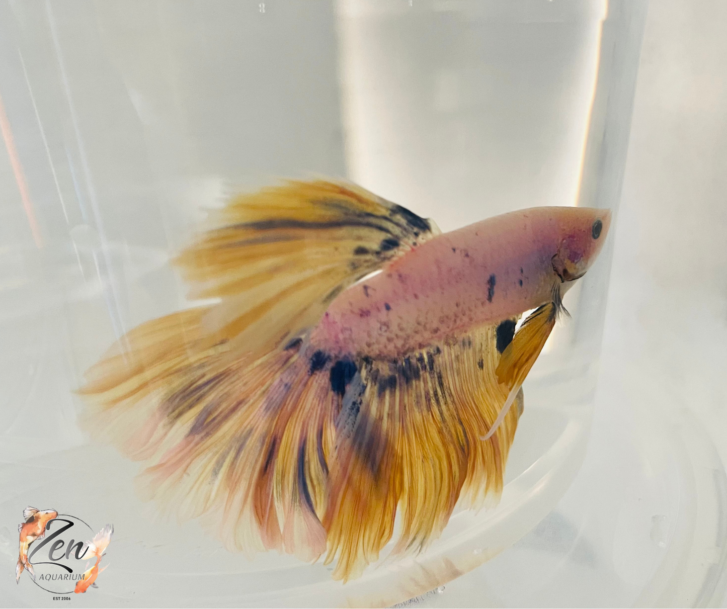 Male Halfmoon Betta (Available in store only)