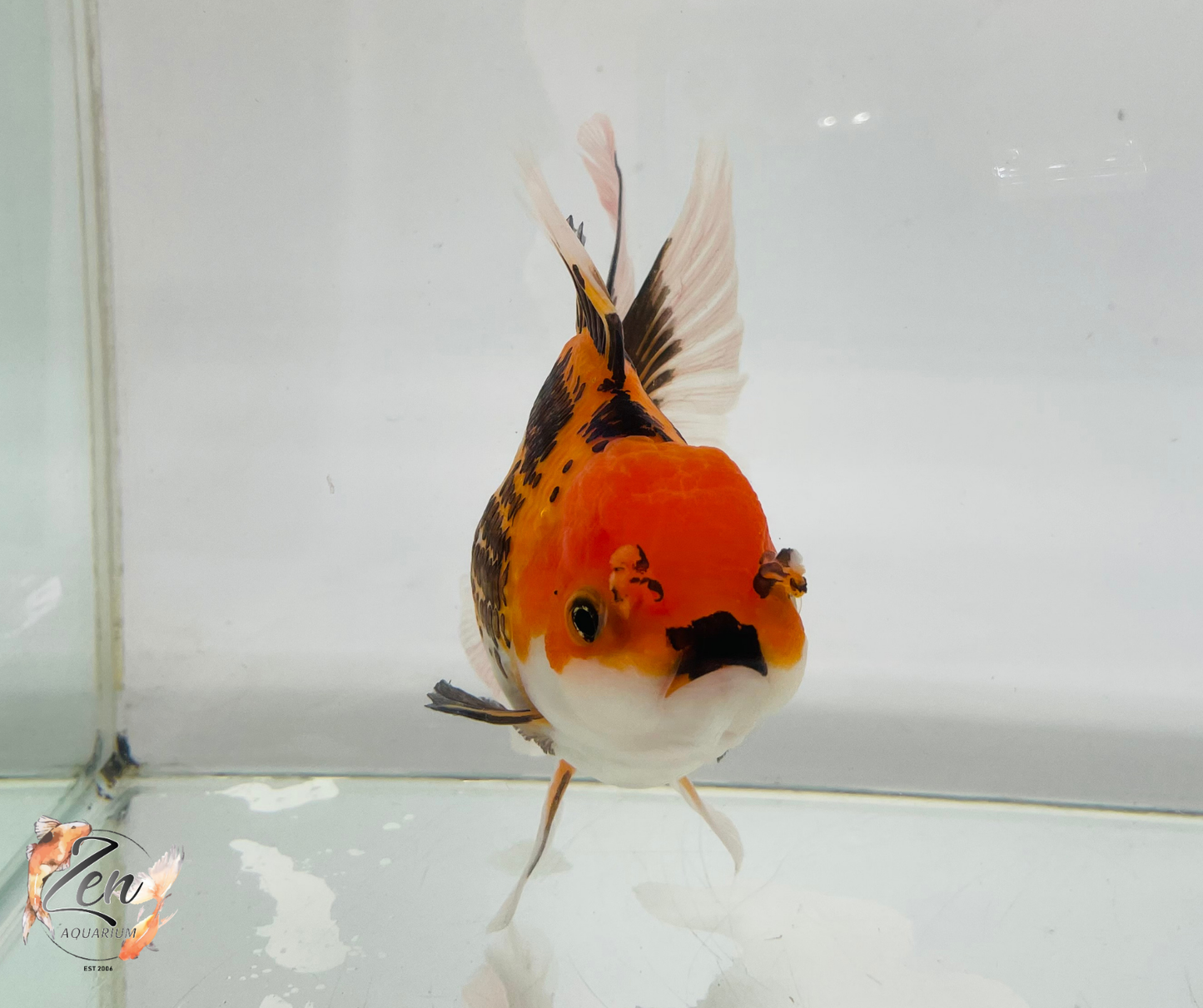 JUMBO Rosetail Oranda 16cm