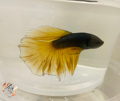 Male Halfmoon Betta (Available in store only)