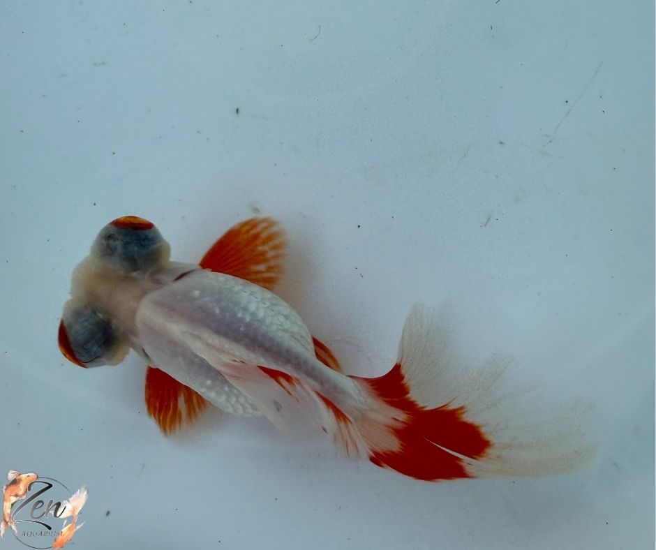 White&Red colour butterfly tails 10-11cm - N