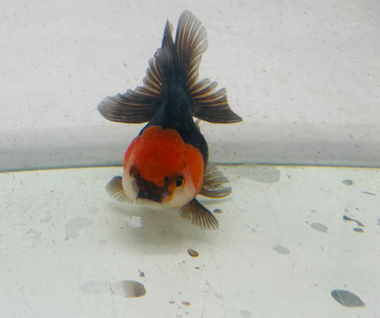 Tri Oranda Goldfish (9cm)