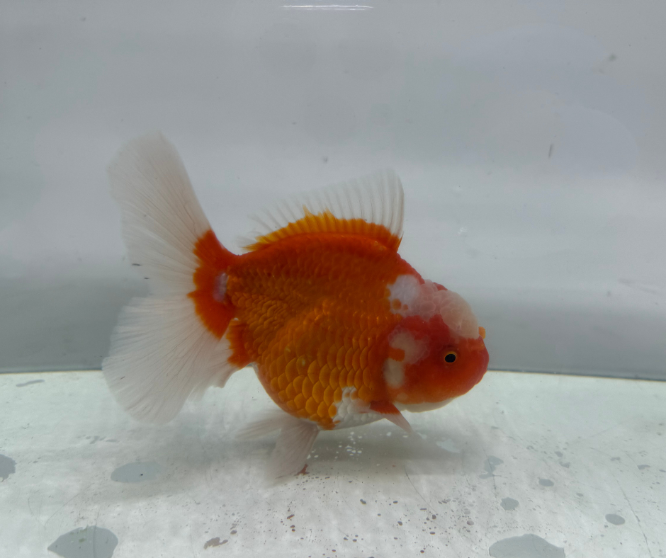 Rosetail Oranda Goldfish (12-13 cm)