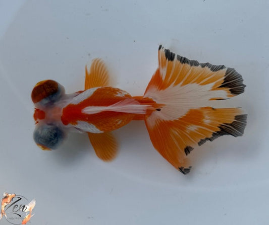 Tri colour butterfly tails 10-11cm - O