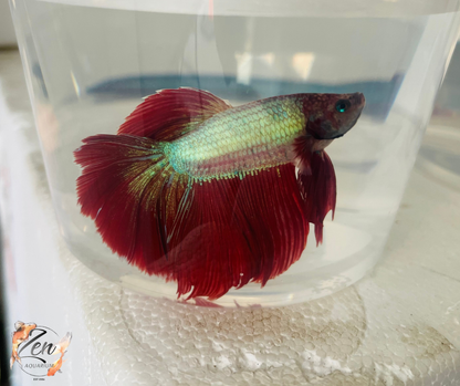 Male Halfmoon Betta (Available in store only)