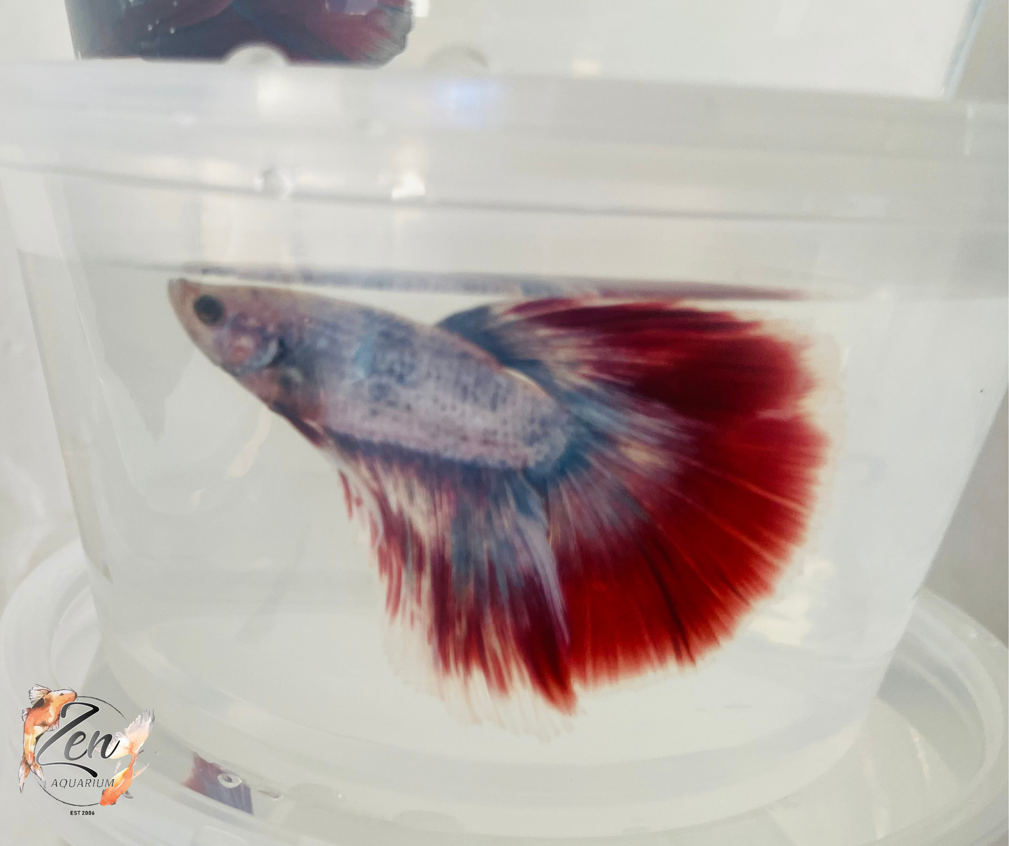 Male Halfmoon Betta (Available in store only)