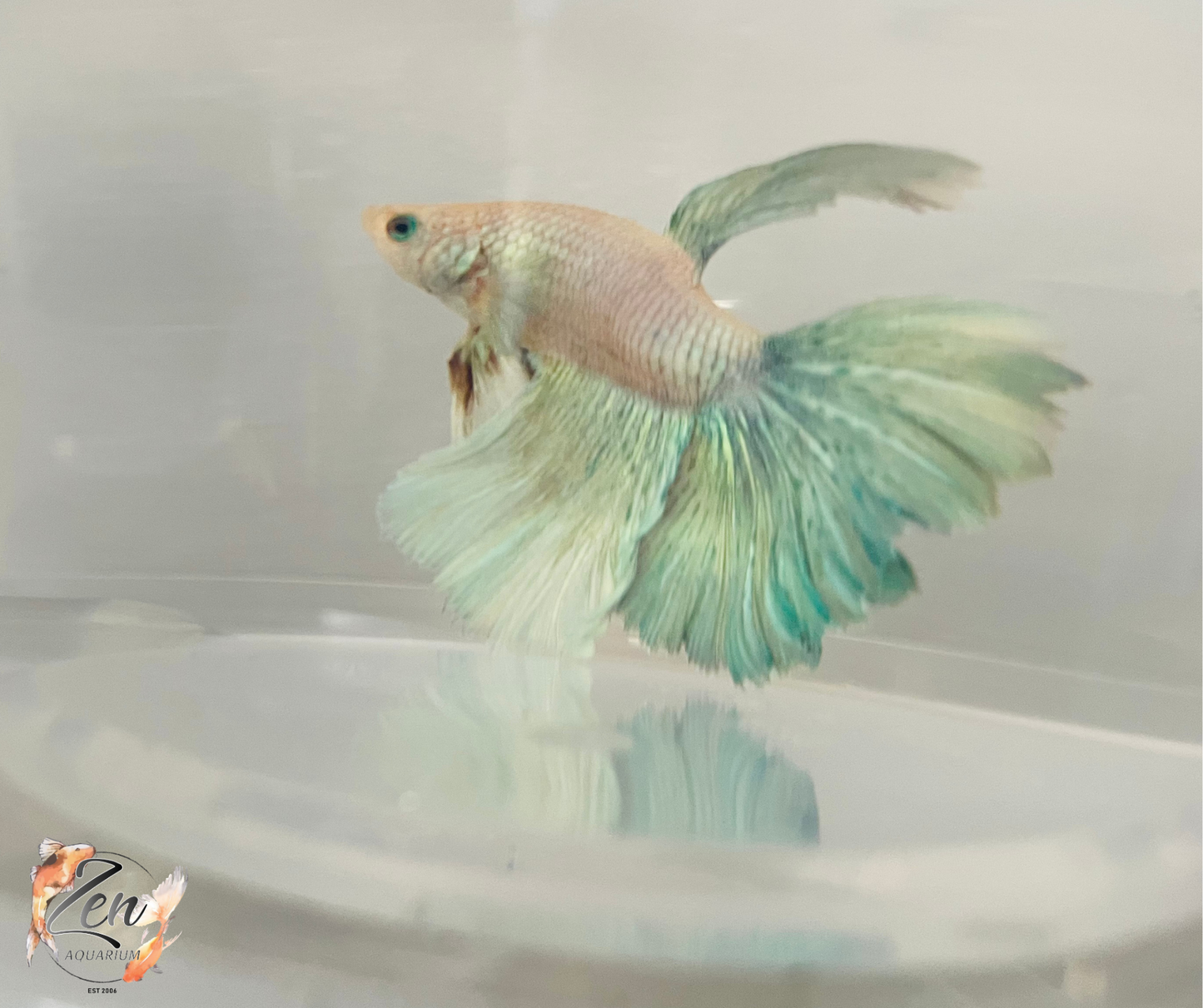 Male Halfmoon Betta (Available in store only)