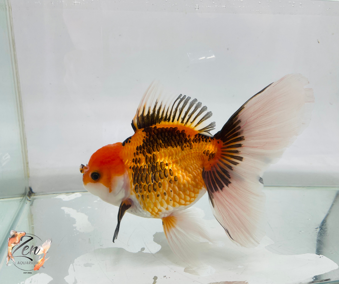 JUMBO Rosetail Oranda 16cm