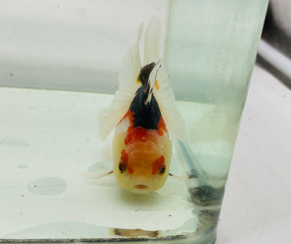 Tri Oranda Goldfish (8-9cm)