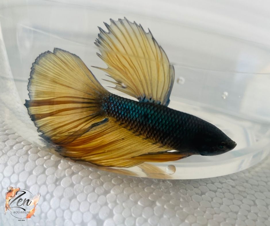 Assorted Mustard Gas Halfmoon Male Betta