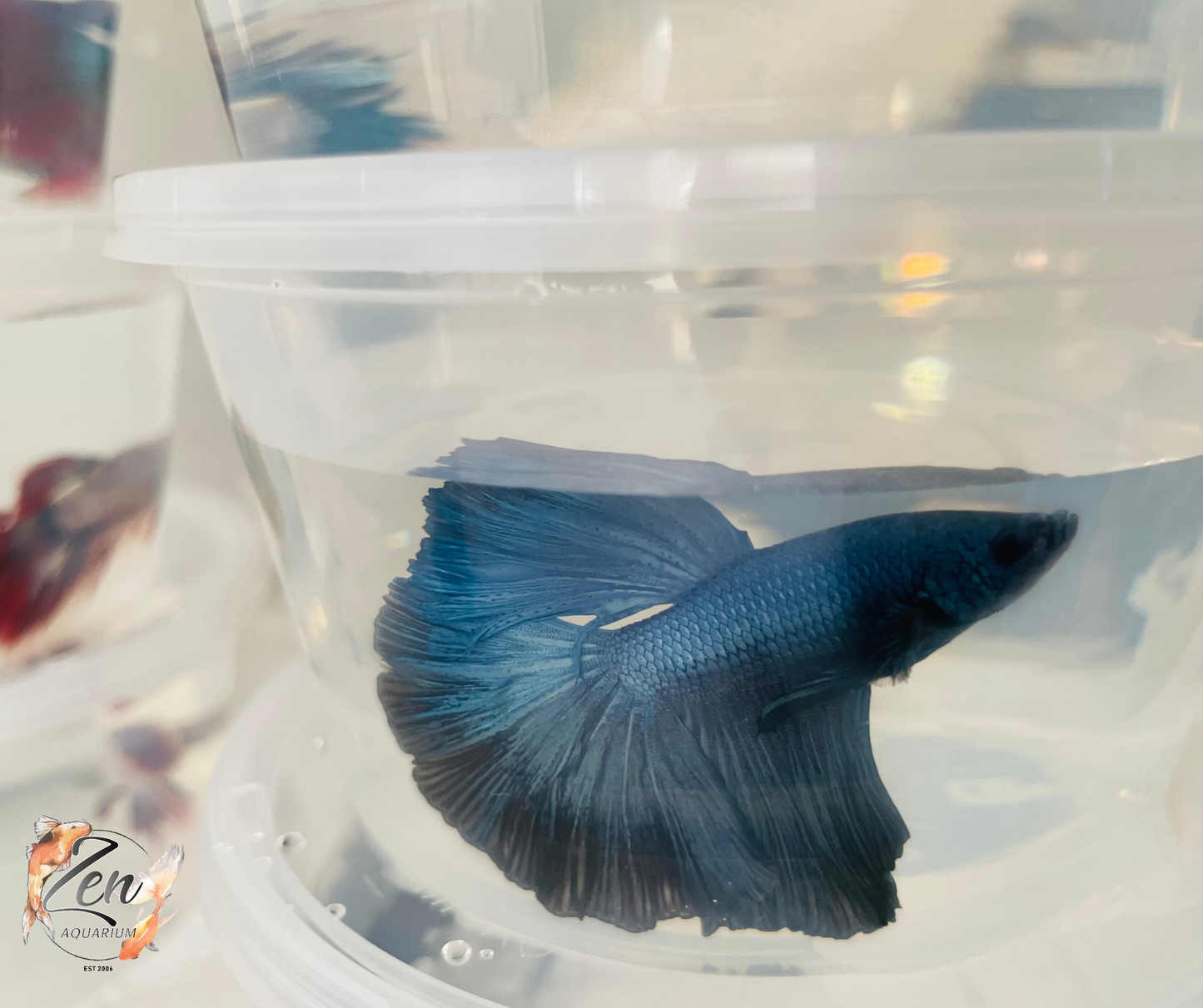 Male Halfmoon Betta (Available in store only)